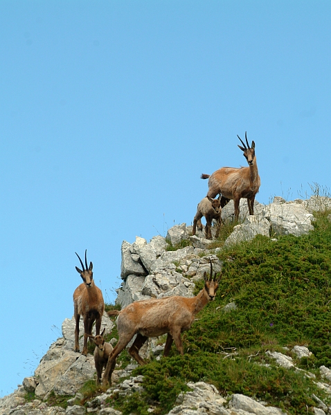 Camoscio d''Abruzzo Rupicapra pyrenaica ornata